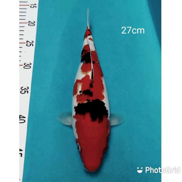 Sanke 27cm