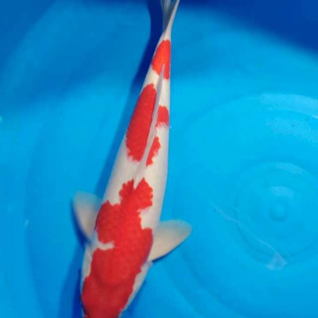 Kohaku