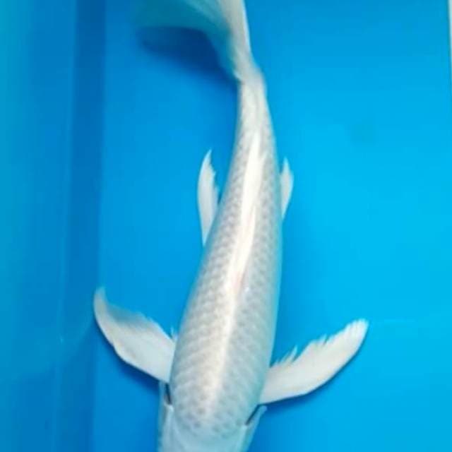 PLATINUM KUMPAY JANTAN 36 Cm
