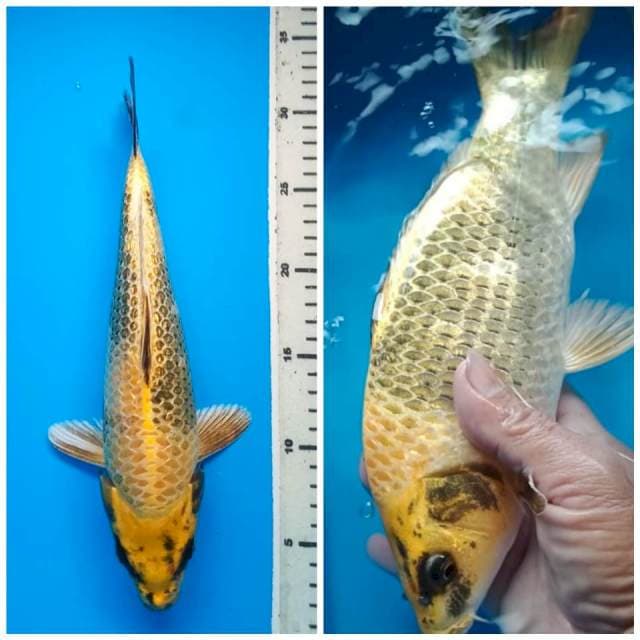 KIN SHOWA GINRIN BULKY 30 Cm