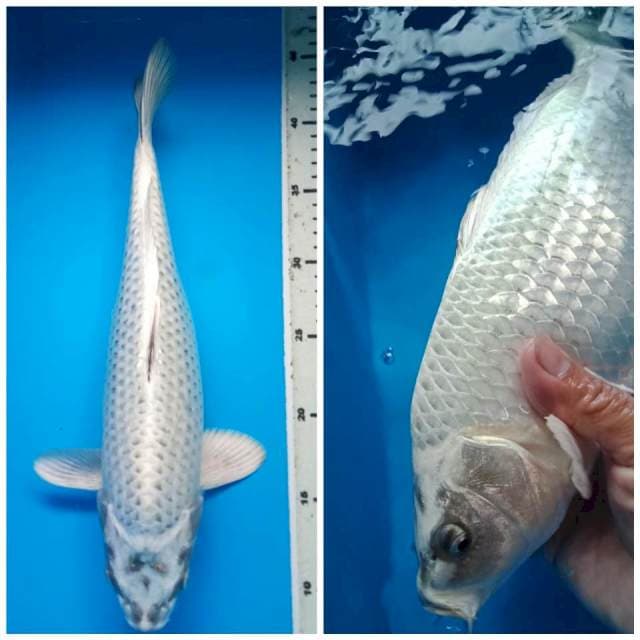 MUKASHI BULKY 37 Cm