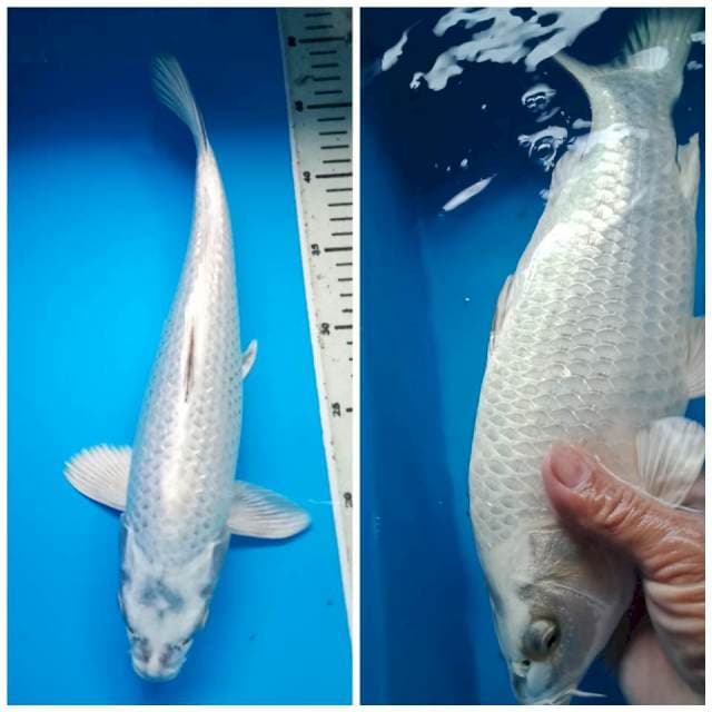 MUKASHI GINRIN BULKY 36 Cm