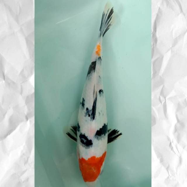 Sanke #26 cm