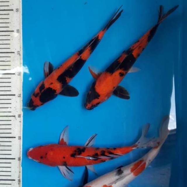Mix 29-30cm