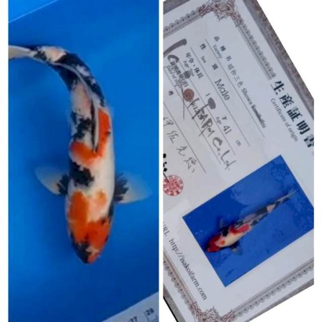 Showa isa male