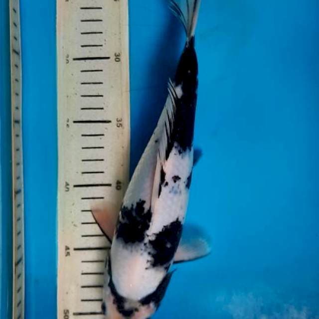 Shiro 28cm
