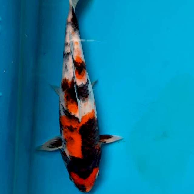 Showa 23cm 