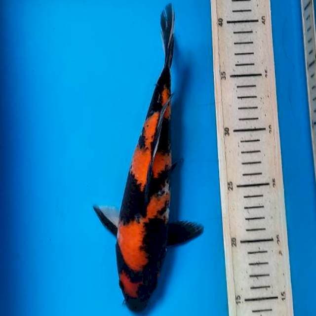 Showa 26cm 