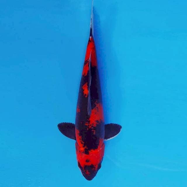 HATTORI HANZO 5 ~ Hi Showa ™