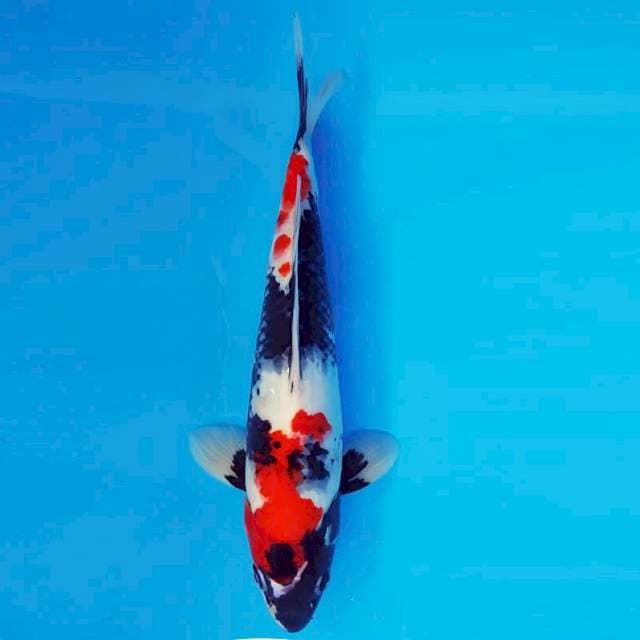 HATTORI HANZO 12 ~ Showa Evolution ™