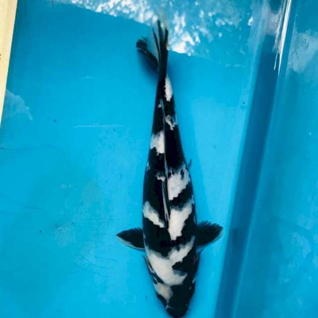 Shiro, 24cm female
