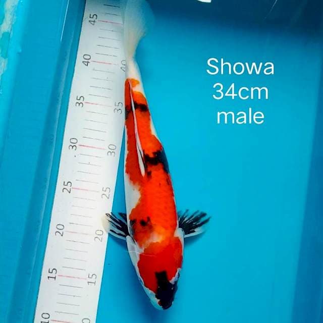 Showa