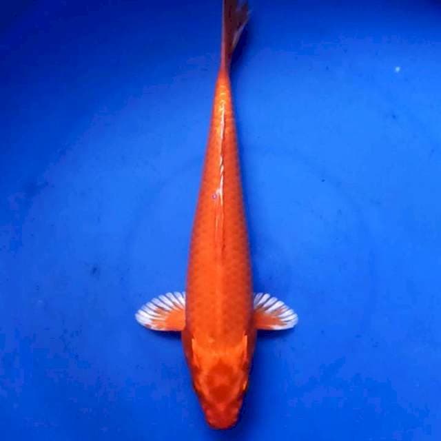 🔥MoMOTO AKA ORENJI 