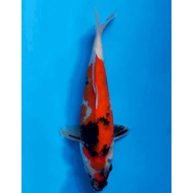 Showa Sanshoku Original Prospect 27cm (F) 