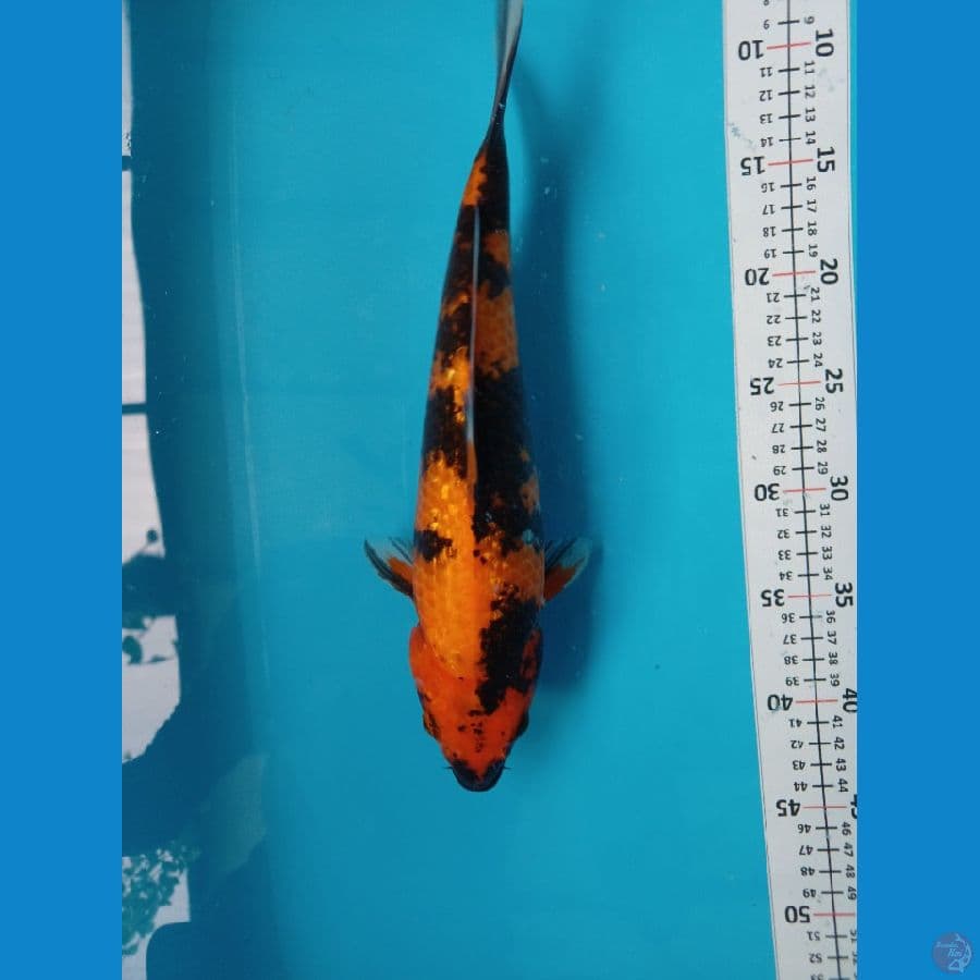 hi showa sz 33 cm 
