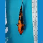 hi showa sz 33 cm 