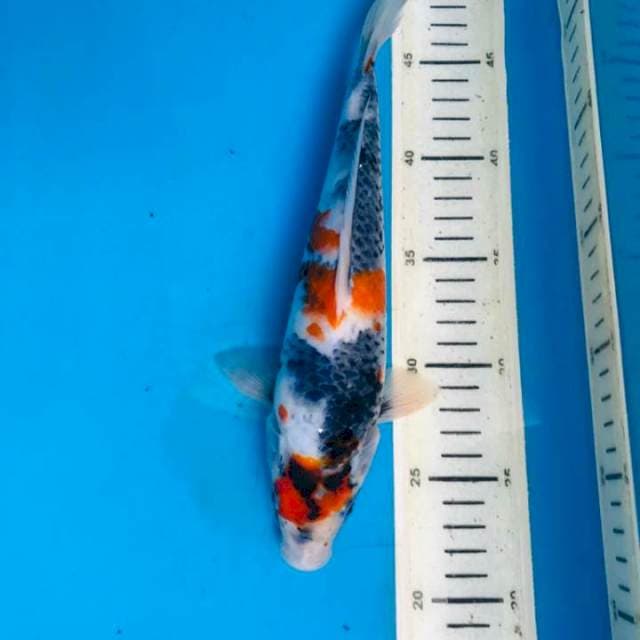 Showa, 26cm