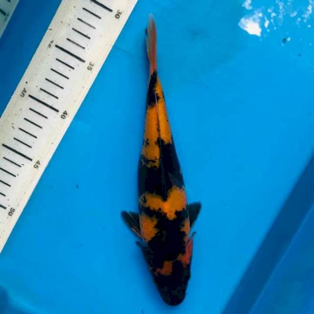 Hi Utsuri, 24cm