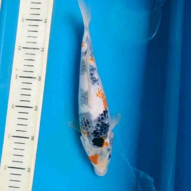 Tategoi Showa, 27cm
