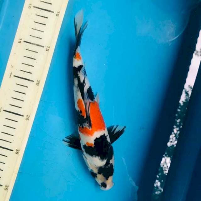 Showa, 22cm