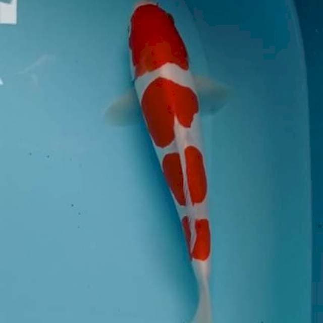 Kohaku doitsu murni 4 step