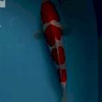 Kohaku doitsu murni 4 step