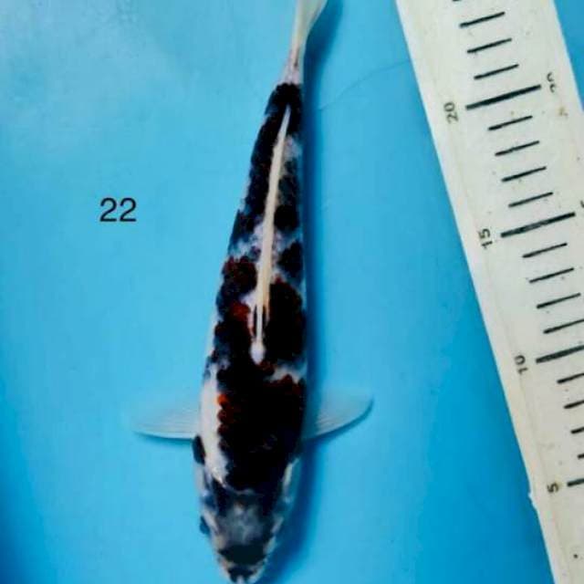 Goromo ,22cm