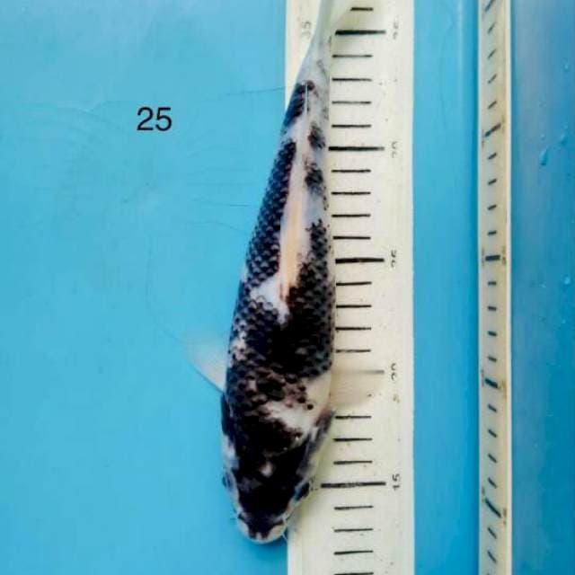 Goromo ,25cm