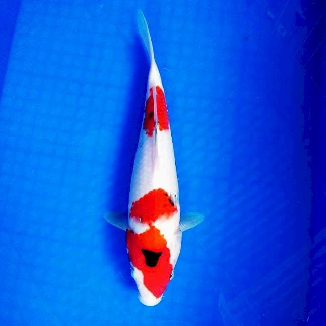 Showa 33cm