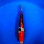 Sanke Red Strong & Good Body 27 cm