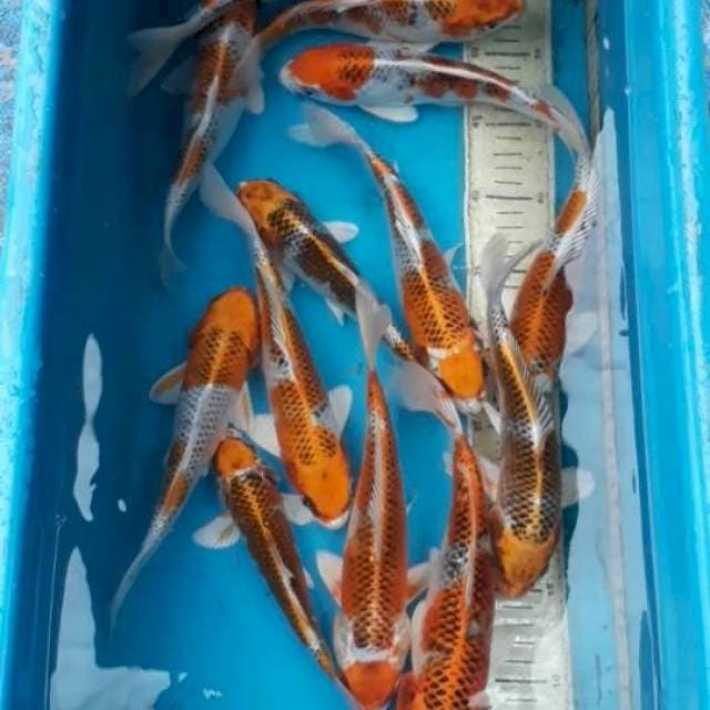 Paket kujaku 13 ekor 24-27 cm