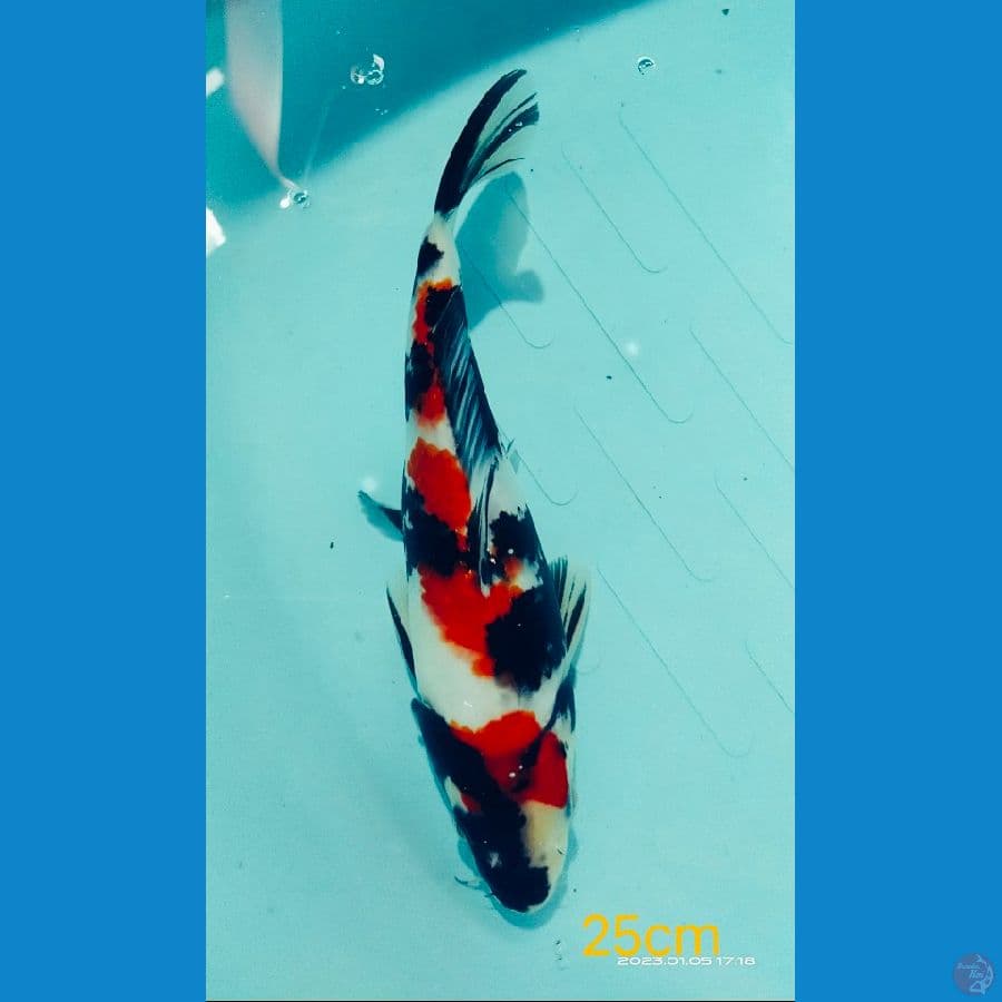 Showa SQ 25cm prospek