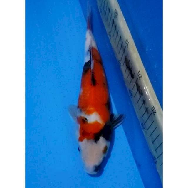 Showa Sanshoku Original 27cm (F) 