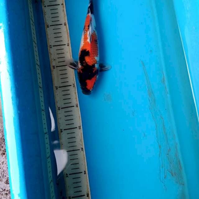 Kindai showa mantab 30 cm