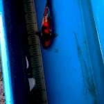 Kindai showa mantab 30 cm
