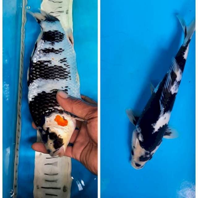 Shiro 26cm