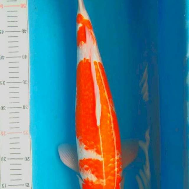 Kohaku ginrin