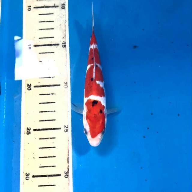 Sanke Doitsu, 16 cm