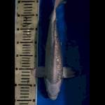 Platinum gindrin 37 cm