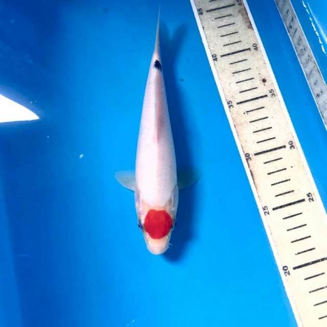 Tancho, 22 cm