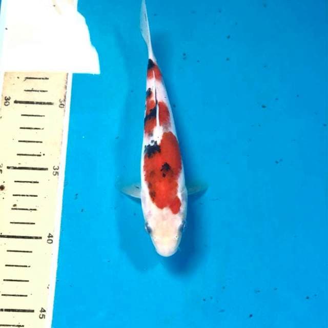 Sanke, 18 cm