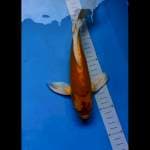 Yamabuki kumpai 27 cm