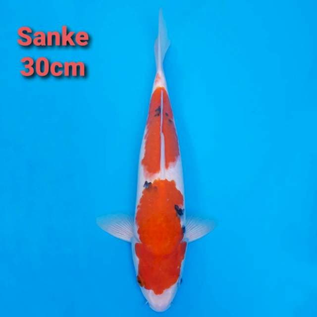 sanke 30cm