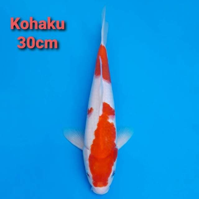 kohaku 30cm