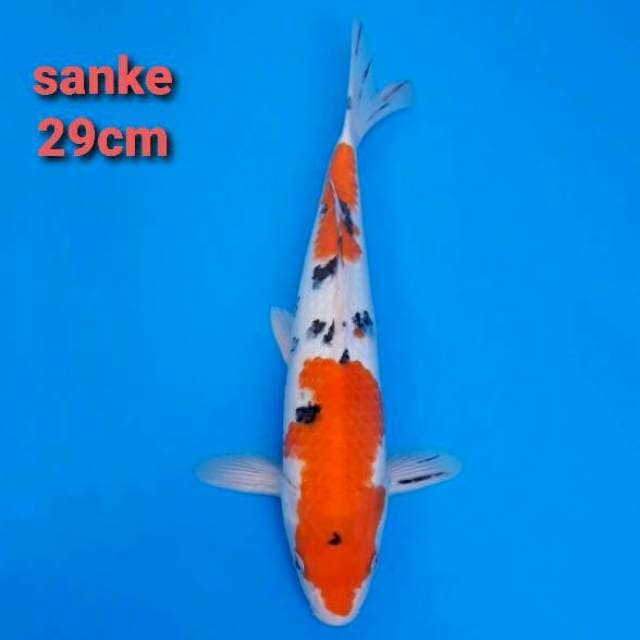 sanke 29cm