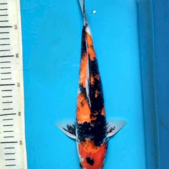 Tategoi Showa 33cm female