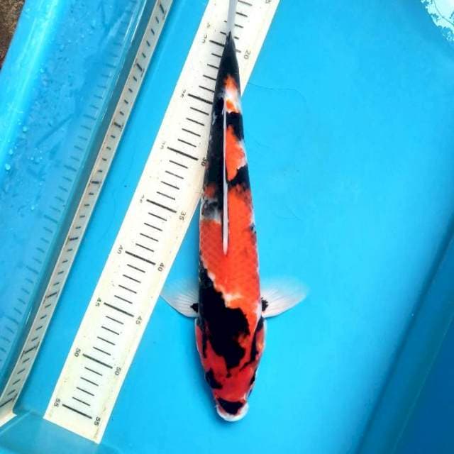 Male Showa 36cm