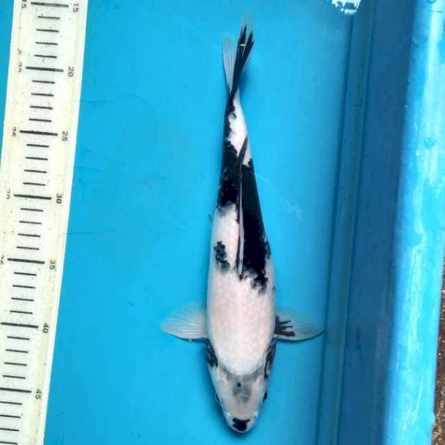 Female Fukurin Shiro 30cm