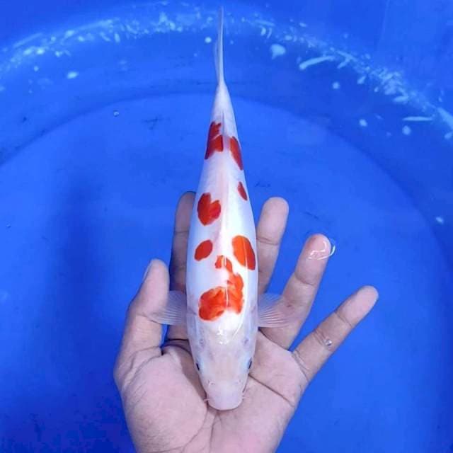 3. Kohaku Sakura Doitsu || 24 cm
