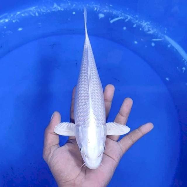 6. Platinum || 29 cm